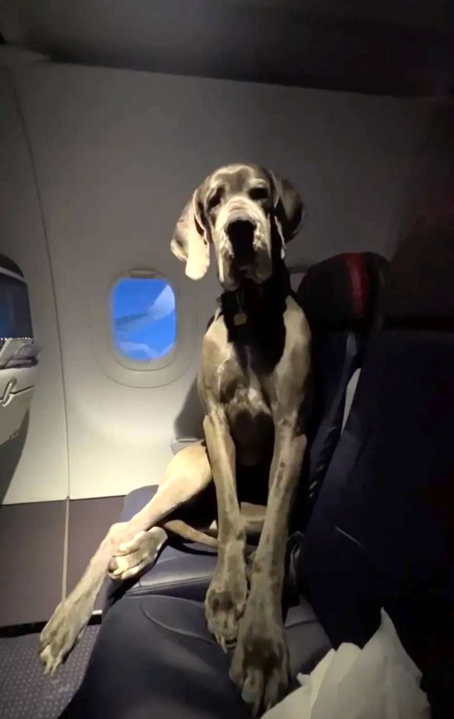 Great Dane plane