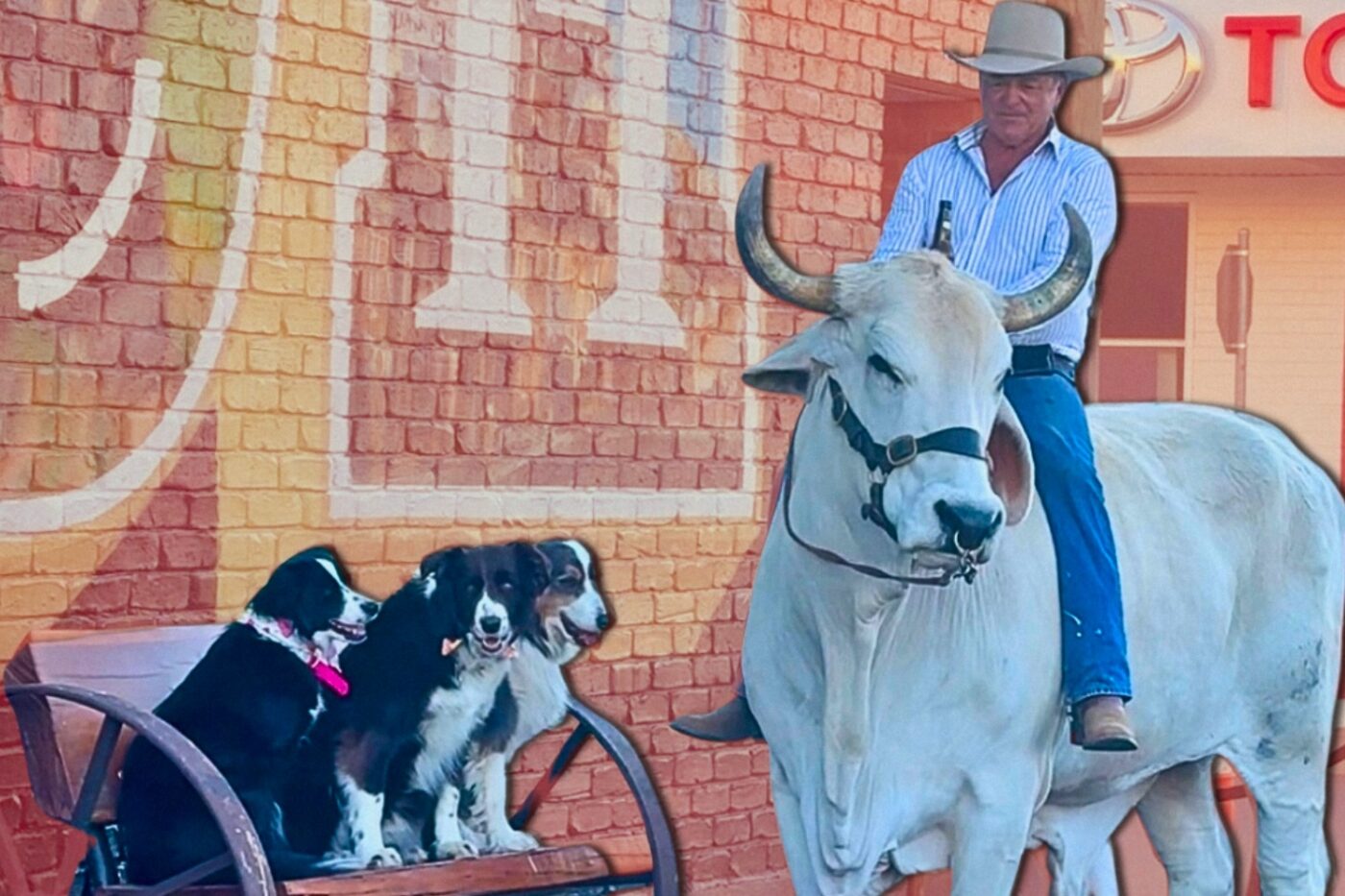 A man riding a bull in Longreach, with three dogs next to him